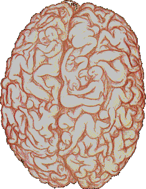 voici le cerveau d'un homme